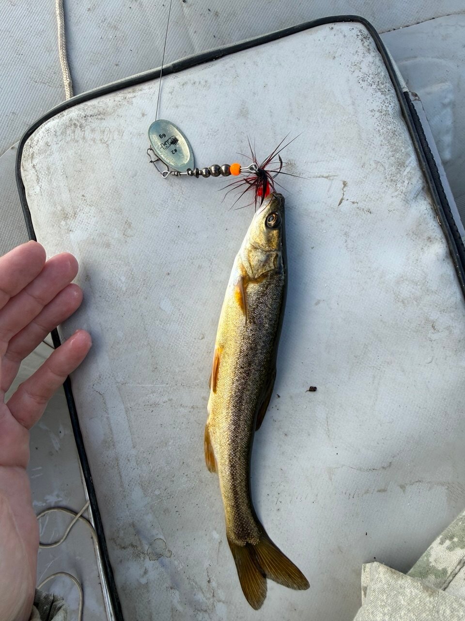 An osman, an Altai fish carrying the same toxin as fugu, caught on a spinner lure and lying on a boat seat